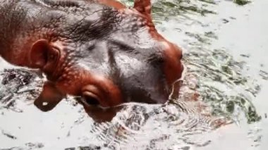 Üst manzara, su aygırları gölette oynuyor. Kahverengi tenli, iri gözlü ve iri vücutlu..