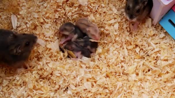 Acabaram Nascer Quatro Pequenos Hamsters Pais Cor Marrom Listras Hamster — Vídeo de Stock