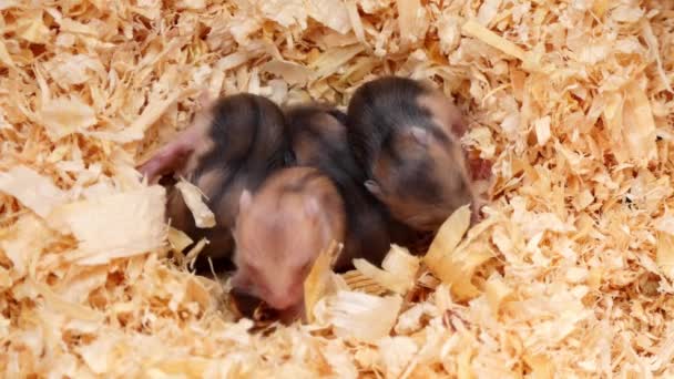 Dört Küçük Hamster Daha Yeni Doğdu Hamsterın Üzerinde Kahverengi Renk — Stok video