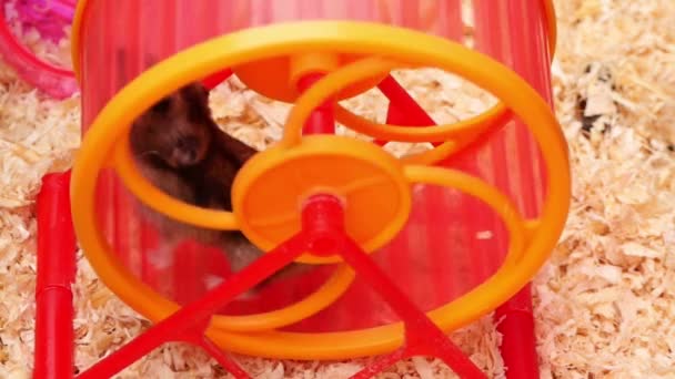 仓鼠带着旋转的玩具跑来跑去 受欢迎的可爱宠物仓鼠 — 图库视频影像