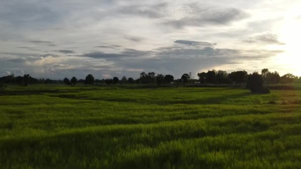 Granja Arroz Verde Está Creciendo Tallos Altos Vegetación Natural Plantas — Vídeos de Stock