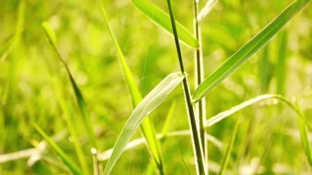日光の中で薄緑色の草 雨の中で育つ若い草 — ストック動画