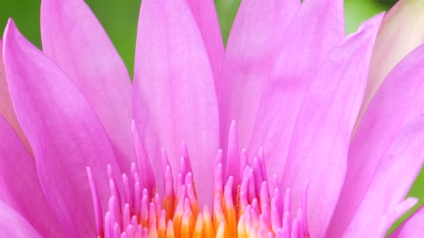 Lotus Violet Fleurit Dessus Eau Les Pétales Les Étamines Fleur — Video