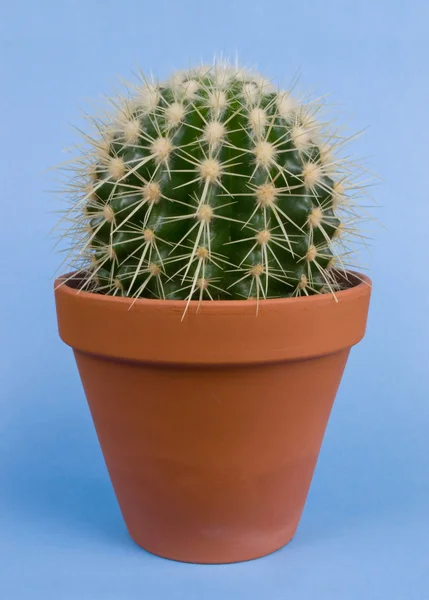 Cactus —  Fotos de Stock