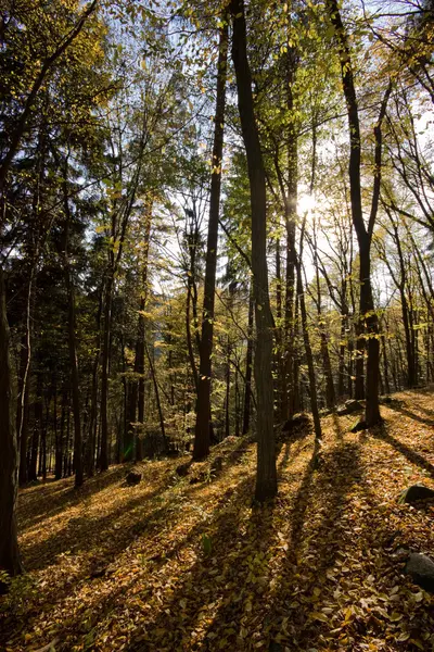 Höst skog — Stockfoto