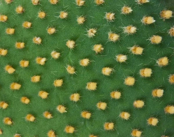 Detalle de cactus — Foto de Stock