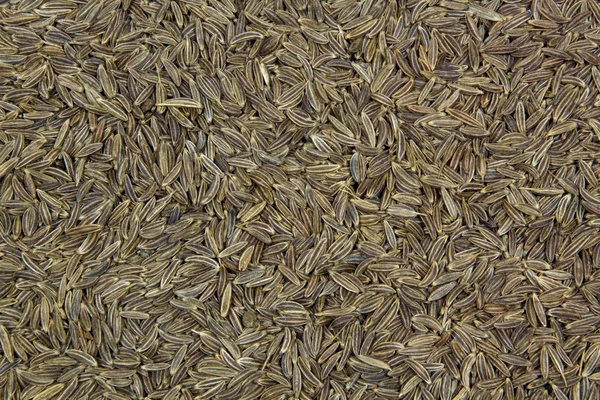 Caraway — Stock Photo, Image