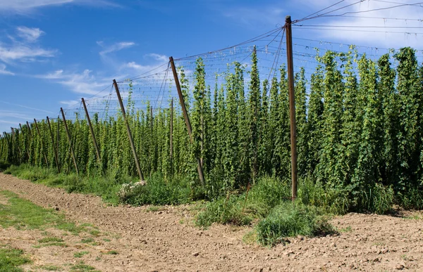 Hops field — Stock Photo, Image