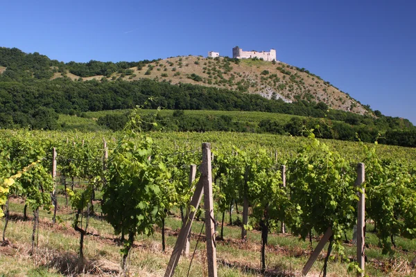 Vineyard and ruin — Stock Photo, Image