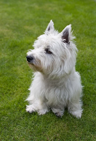 Δυτικό Highland White Terrier Εικόνα Αρχείου