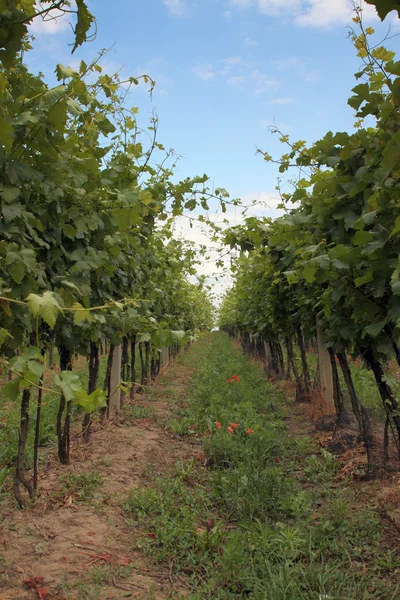 Vineyard — Stock Photo, Image