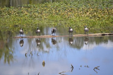 bir oturum açma sunning Kanadalı kaz