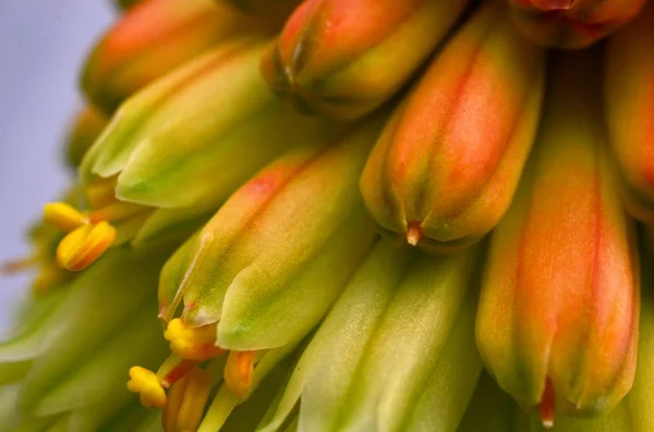 Tubular Kniphofia flor primer plano —  Fotos de Stock
