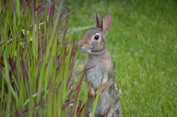 Dekoratif çimenler araştıran tavşan Telifsiz Stok Imajlar