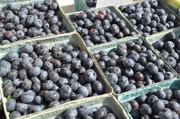 Frische Michigan-Blaubeeren — Stockfoto