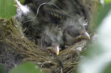 bir yuvayı aç bebekler