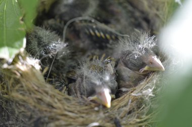 bir yuvayı aç bebekler