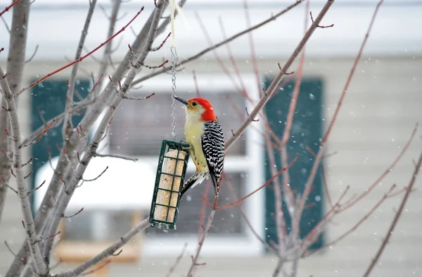 Red-bellied Woodpecker (Piciformes Picidae) — Stock Photo, Image