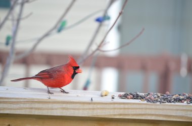 Kardinal (Cardinalis cardinalis)