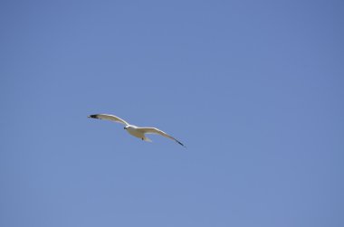 martı (laridae lari)