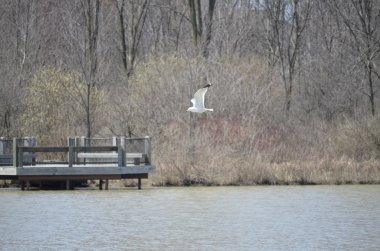 martı (laridae lari)