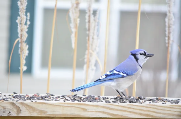 Mavi Jay (siyanocitta cristata) — Stok fotoğraf