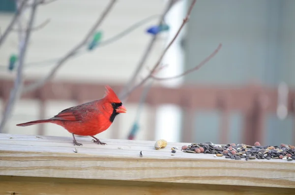 Kardinal (Cardinalis cardinalis) — Stok fotoğraf