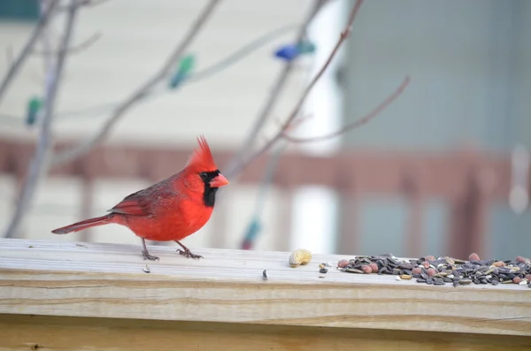 Кардинал (Cardinalis cardinalis ) — стоковое фото