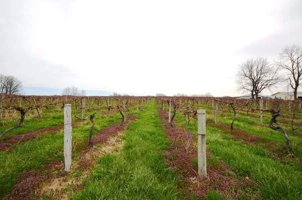 Private Vineyard in early spring season — Stock Photo, Image