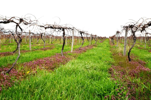 Private Vineyard in early spring season — Stock Photo, Image