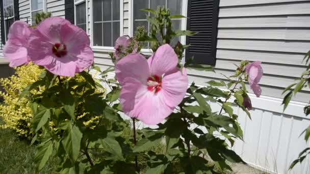 Hibiscus blommor blåser i vinden på en solig sommardag — Stockvideo