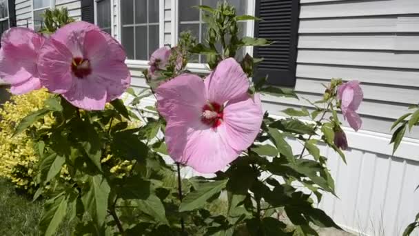 Hibiscus Flores soplando en la brisa en un día soleado de verano — Vídeos de Stock