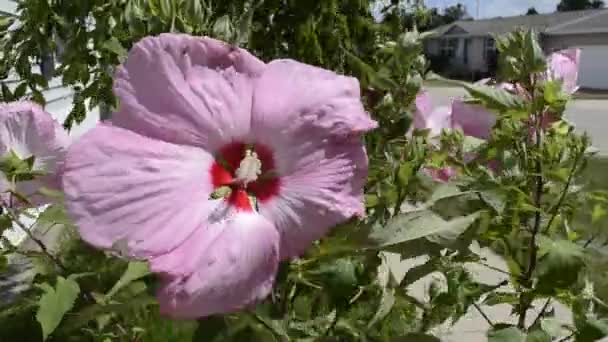 Hibiscus Flores soplando en la brisa en un día soleado de verano — Vídeo de stock