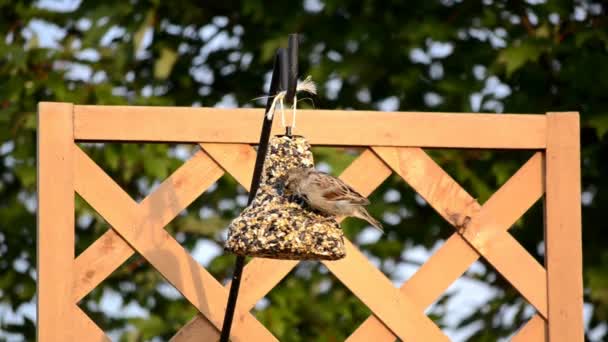 Haussperling am Vogelfutterhäuschen im Hinterhof — Stockvideo