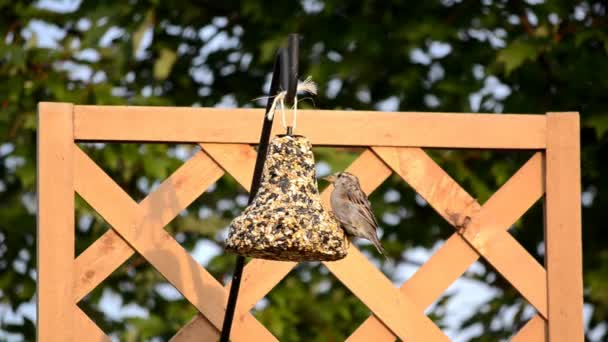 Haussperling am Vogelfutterhäuschen im Hinterhof — Stockvideo