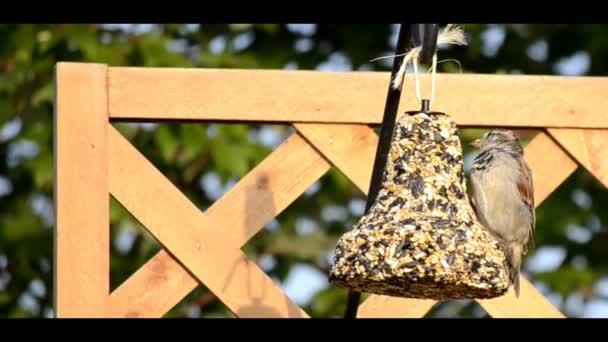 Gorrión de la casa en un alimentador de aves patio trasero — Vídeos de Stock