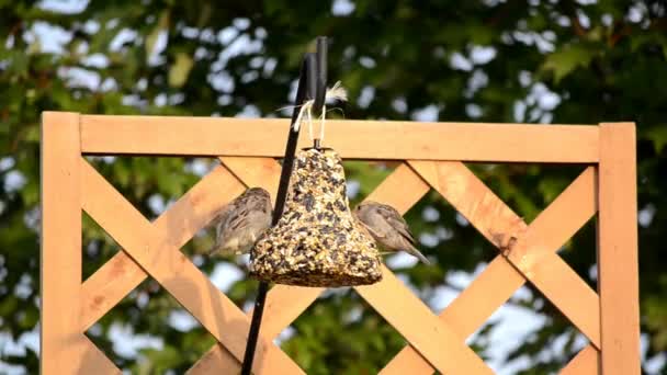 Zwei Haussperlinge am Vogelfutterhäuschen im Hinterhof — Stockvideo