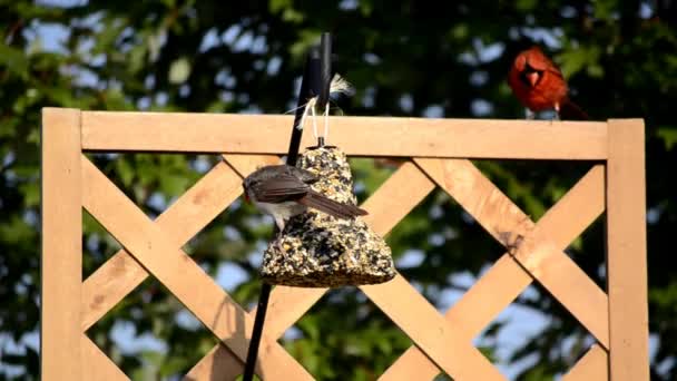 Sweet Cardinal Couple — Stock Video