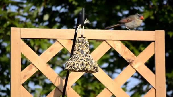 Vrouwelijke kardinaal (cardinalis cardinalis) op een achtertuin feeder — Stockvideo