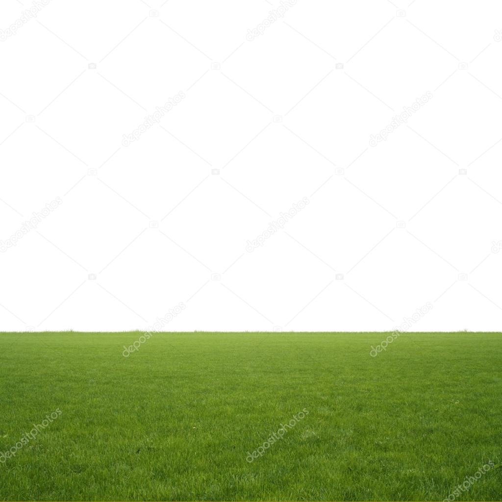 Spring green grass isolated on white background
