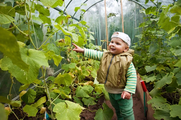 Junge im Gewächshaus mit Gurken — Stockfoto