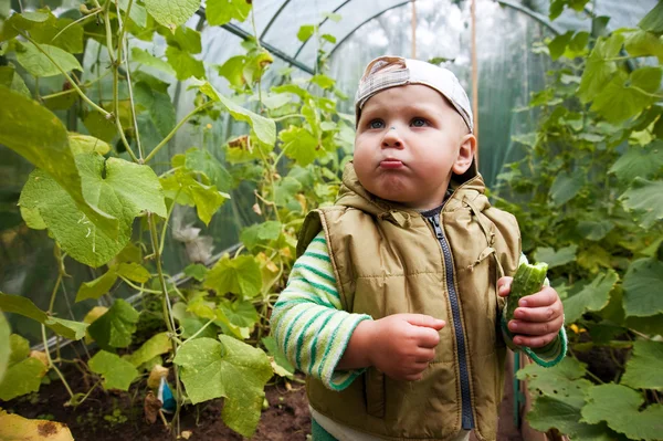 Boy salatalık ile sera içinde