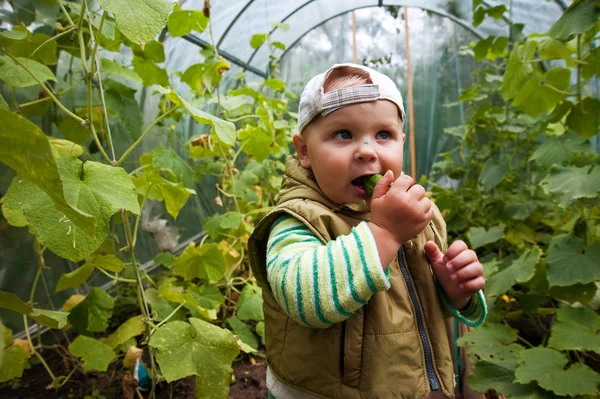 Boy in a greenhouse with cucumbers — Stock Photo, Image