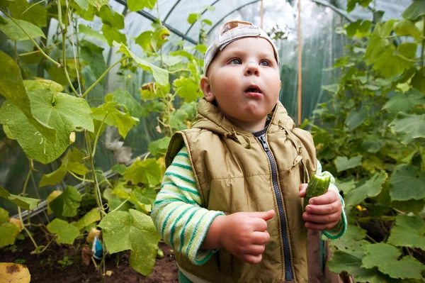 きゅうりが付いている温室の少年 — ストック写真