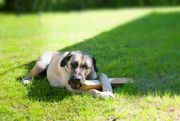 Boerboel pes ležící na trávě — Stock fotografie