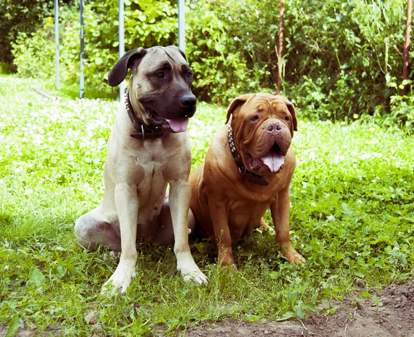 Two dogs on the grass — Stock Photo, Image