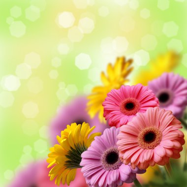 gerbera