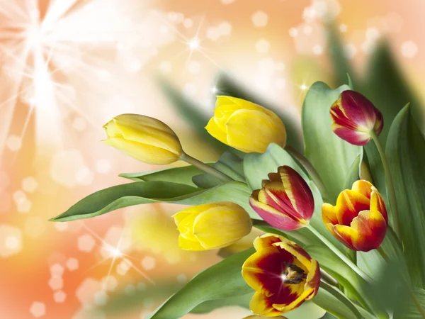 Colorful tulips on illuminated background — Stock Photo, Image