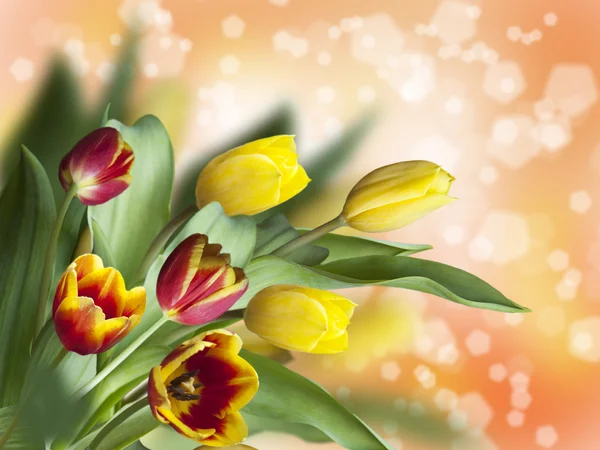 Colorful tulips on illuminated background — Stock Photo, Image