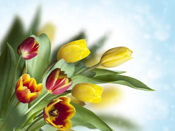 Colorful tulips on illuminated background — Stock Photo, Image